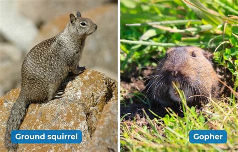 are ground squirrels originally from china